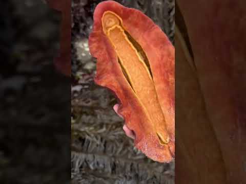 Have you ever seen one of these?! 🤓 #chiton #lowtide #intertidal #invertebrate #tidepooling #fyp