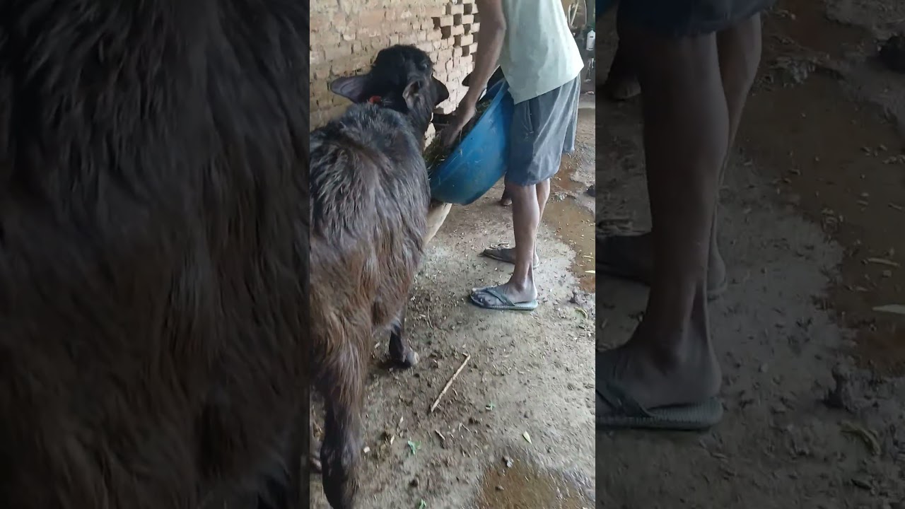 please subscribe me #cow #dairyherd #dairyherd #animalfarming #farming