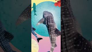 Download lagu We all know moms are amazing, but whale sharks take it to the next level #SharkFest #Shorts mp3 Download lagu We all know moms are amazing, but whale sharks take it to the next level #SharkFest #Shorts mp3