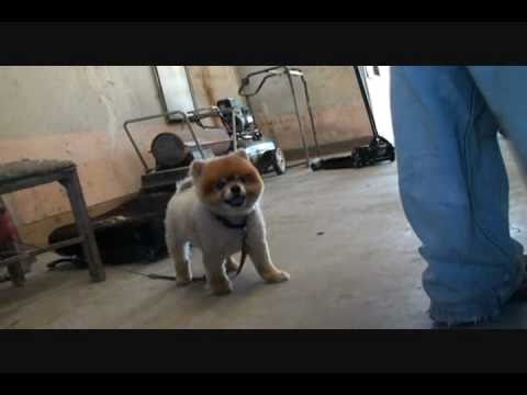 How To Install A Lokar Floor Shifter-Part 2-Bruno The Pomeranian Gets Involved