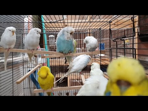 Over An Hour of New Budgies First Day