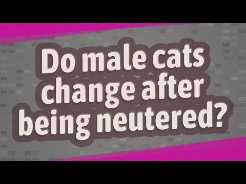 Do male cats change after being neutered?