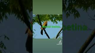 Download lagu Wambi betina buat pancingan jantan mp3