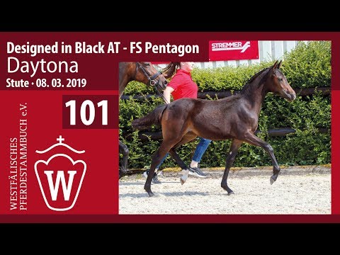 101 Daytona Stute v. Designed in Black - FS Pentagon