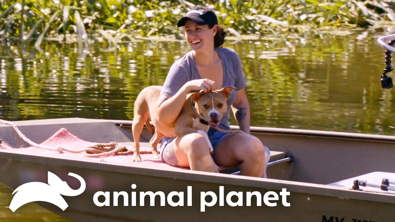 Can This Dog Handle Boat Life? | Pit Bulls and Parolees | Animal Planet