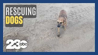 Organization looks to help stray dogs around Bakersfield