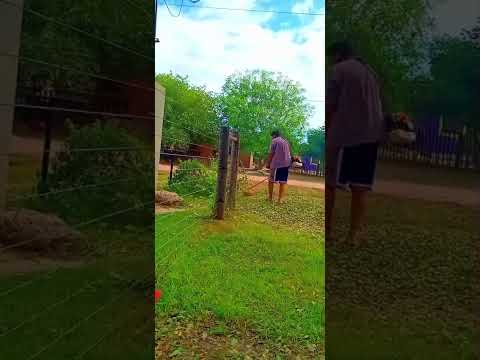 *los frentones*(Chaco)