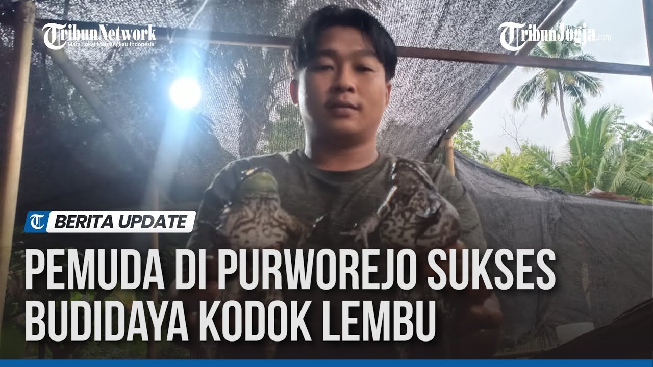 KISAH SUKSES PEMUDA DI PURWOREJO, RAUP RUPIAH DARI BUDIDAYA KODOK LEMBU