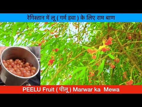 Ep 2. पीलू फल / मारवाड़ का मेवा / Peelu