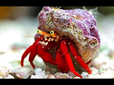 Best Clean Up Crew Janitors For Your Salt Water Reef Tank