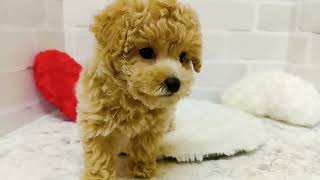 トイプードルの動画01