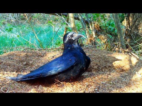 Birds Bathing on an Ant Hill / Anting Birds