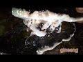 Catch And Cook Exotic Food Frog Jing S TV