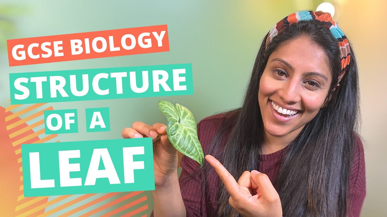 Structure of a Leaf | GCSE / IGCSE Biology