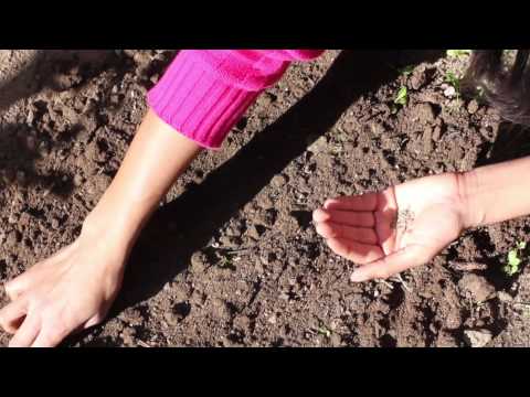 Direct Seeding of Tomatoes : Planting the Seed