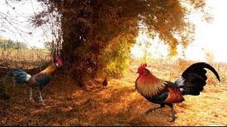 The Best Wild Chickens Trap - How To Install Chicken Trap | Traditional Chicken Trap In Cambodia