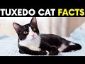 7 Hidden Facts Only Tuxedo Cat Owners Understand You Ll Recognize 3 Instantly