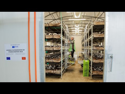 Farma pečuraka Monte Plod