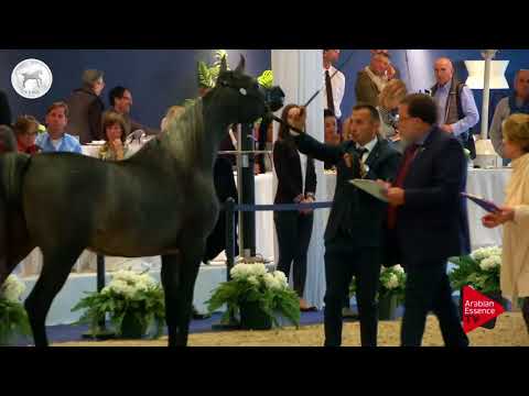 N.27 AB FARIDAH - SEWC 2017 - Junior Fillies (Class 2B)