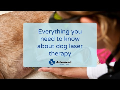 Everything you need to know about dog laser therapy