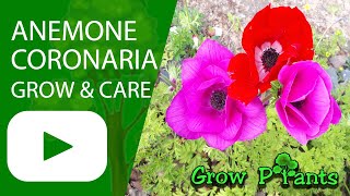 Anemone coronaria - grow & care (Poppy anemone)