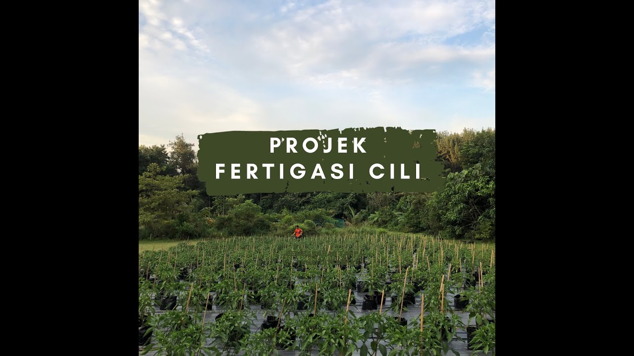 Projek Fertigasi Cili - Fakulti Pertanian UPM