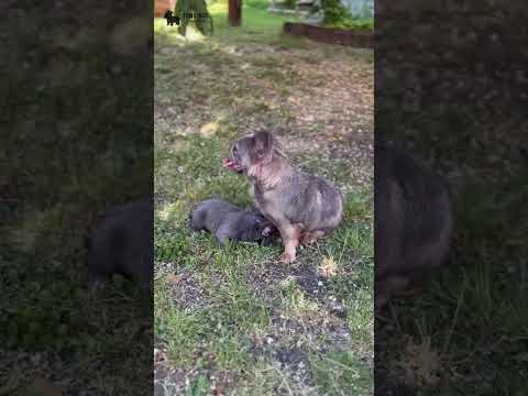 Video 4