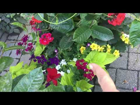 Garden Supply Center Scarborough, ONT - Flower Hunt- DY Medina TOTAL Promote