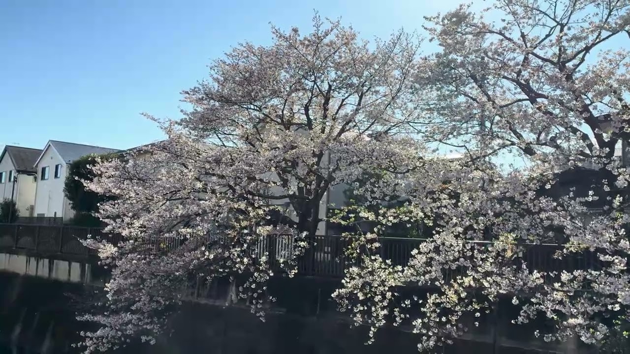 都在发樱花是吧，我也凑个热闹