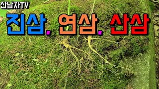 진삼 연삼 산삼 최고의 산나물 큰참나물 바디나물 산삼효능 산삼산행 항종양 항염증 면역력 당뇨 산남자 봄나물 …