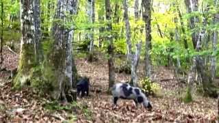 preview picture of video 'Caseria La Infiesta, Parque Natural de Redes. Cerdos asturceltas en el bosque.'