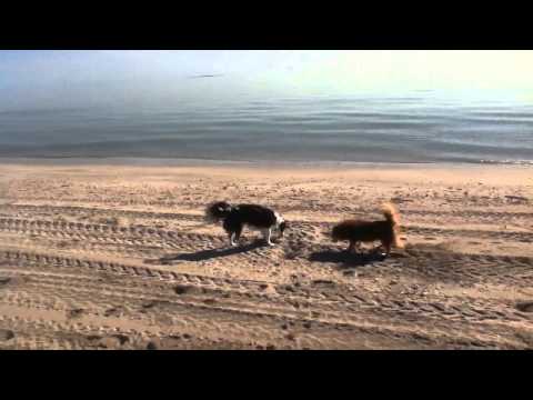 Flick's dogs marking territory