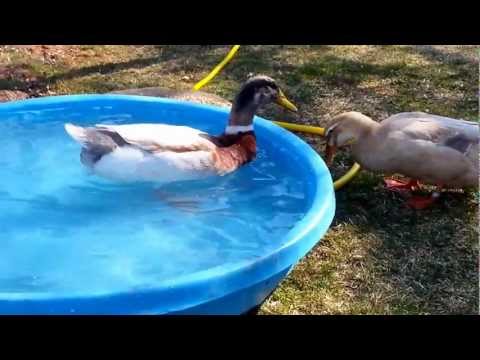 Ducks Morning Bath