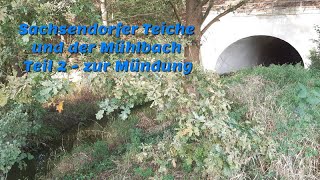 Sachsendorfer Teiche und der Mühlbach Teil 2 - zur Mündung