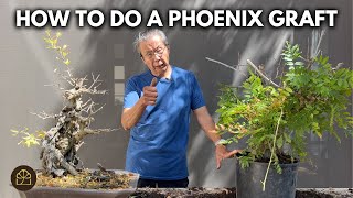 Bonsai Technique: How to Revive a Near-Death Tree with a Phoenix Graft