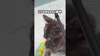 【子猫と黒猫】遊ぶジジ、見守るキキ、ご飯に夢中なテトです🤣🐈