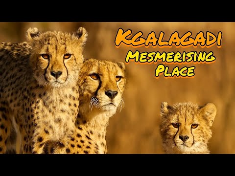 Kgalagadi The Final - Mesmerising Place | Kgalagadi Transfrontier Park in Summer | South Africa