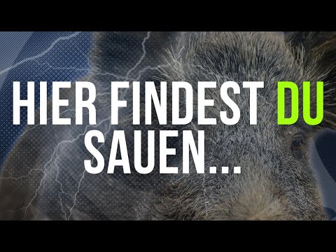 Wild boars: Where does a hide make sense for YOU? | The Young Hunter's Guide