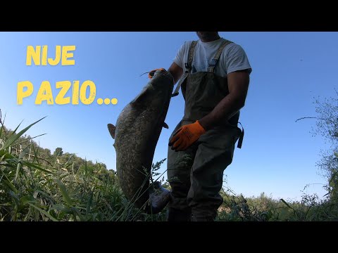 Spin soma na Savi ( catfish spinning on the Sava river )