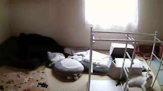 フミくん定点カメラ