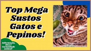 [Top Cats and Cucumbers] - mega scares