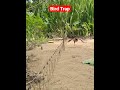 Bird Trap Bird Hunter Amazing Bird Trap Bird Home Channel