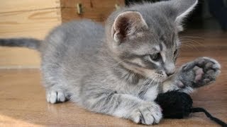 Funny Videos 2014 - Funny Cats Video - Funny Cat Videos Ever - Funny Animals Funny Fails 2014