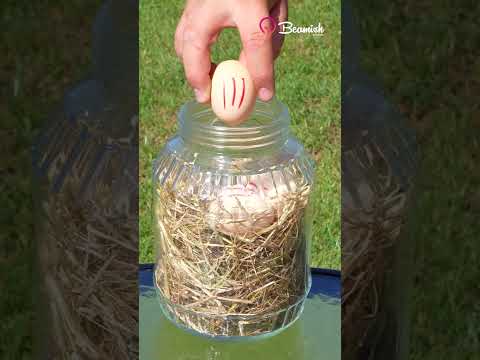 Hatching Eggs Without an Incubator #eggs #incubator #hack #tricks