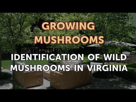 How to Grow Truffles Indoors