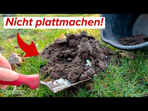 Darum solltest du Maulwurfshügel nicht plattmachen - Sie haben einen großen Vorteil!