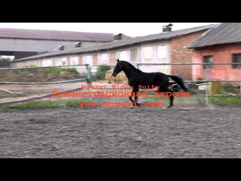 download lagu mp3 mp4 SVAROG 2011, download mp3 SVAROG 2011 free download, download mp3 SVAROG 2011