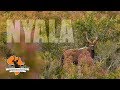 Nyala Hunt At Thorndale Safari Spot Stalk In The Eastern Cape