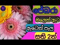 The Easy Method Of Pollinate Gerberas
