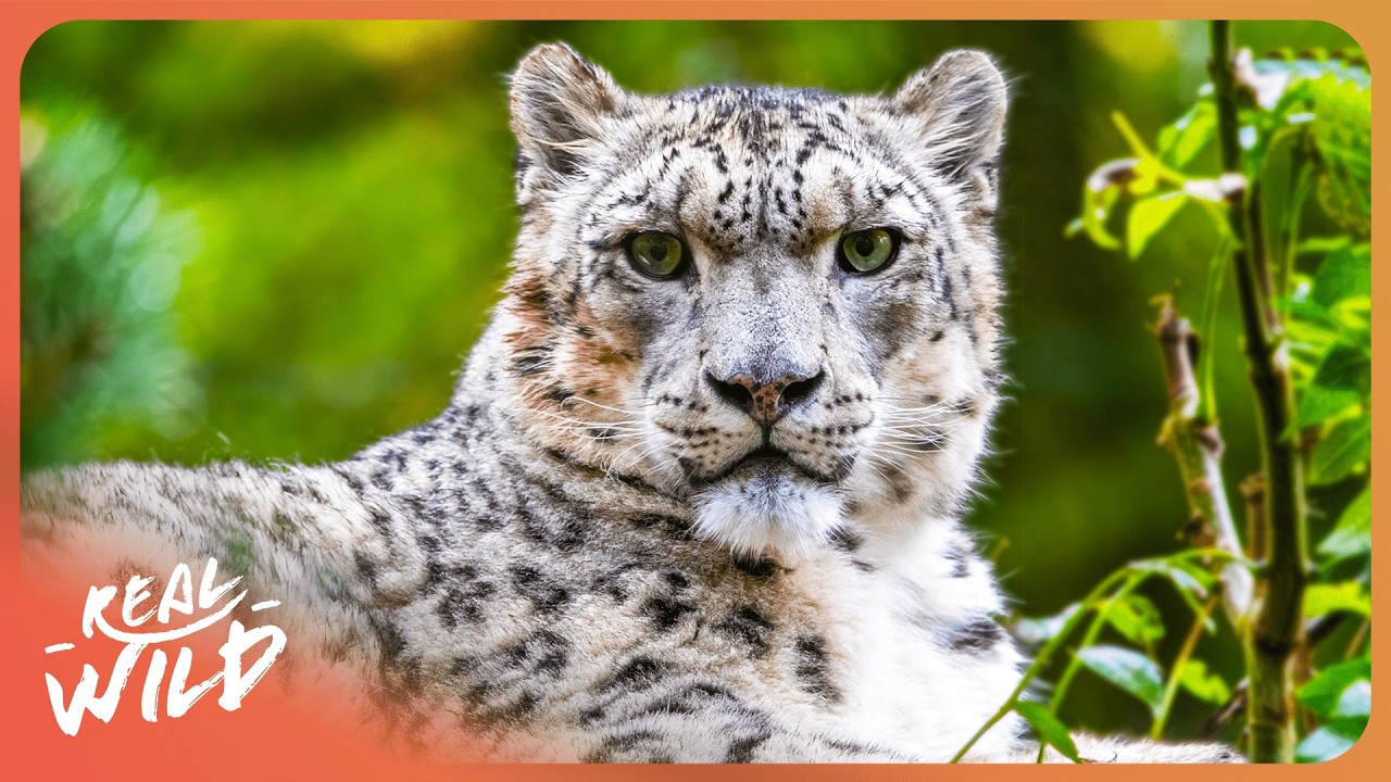 How Apex Predators Survive in the Harshest Environment on Earth